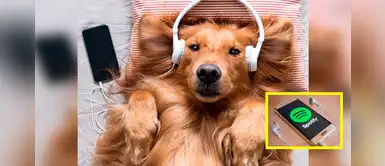 Spotify lanza playlist especialmente para las mascotas que se quedan solas en casa Spotify lanza playlist especialmente para las mascotas que se quedan solas en casa