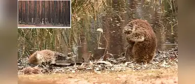 Koala protagoniza desgarradora escena al ver a su amigo muerto por incendio forestal Koala protagoniza desgarradora escena al ver a su amigo muerto por incendio forestal