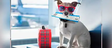 Conoce las aerolíneas que permiten viajar con mascotas en la cabina del avión Conoce las aerolíneas que permiten viajar con mascotas en la cabina del avión