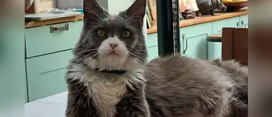 Mujeres se disputan un gatito con un juicio de más 26 mil dórales Mujeres se disputan un gatito con un juicio de más 26 mil dórales