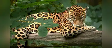 Iquitos: sujetos matan a otorongo, especie en peligro de extinción, para tomarse fotos Iquitos: sujetos matan a otorongo, especie en peligro de extinción, para tomarse fotos