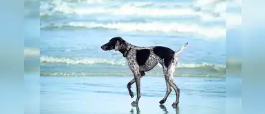 Verano 2020: conoce cómo cuidar la salud de tu mascota esta temporada Verano 2020: conoce cómo cuidar la salud de tu mascota esta temporada