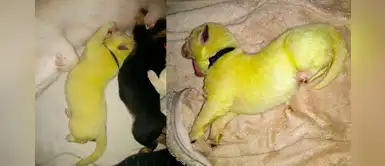 Nace perrito pastor alemán con pelaje color verde y lo bautizan con el nombre de Hulk Nace perrito pastor alemán con pelaje color verde y lo bautizan con el nombre de Hulk