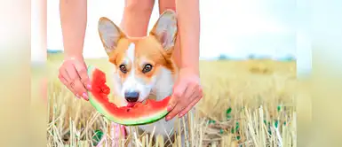 ¿Sabías que la comida natural es mejor para tu mascota durante el verano? ¿Sabías que la comida natural es mejor para tu mascota durante el verano?