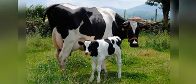 ¿Sabías que las vacas tienen voz y se comunican entre ellas? ¿Sabías que las vacas tienen voz y se comunican entre ellas?
