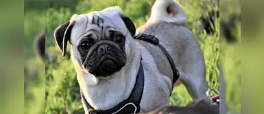 SJM: joven denuncia a hospedaje canino tras encontrar herida grave en el lomo de su perro SJM: joven denuncia a hospedaje canino tras encontrar herida grave en el lomo de su perro