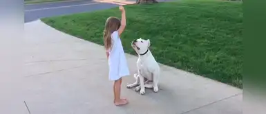 Sorprendente video muestra a un gigantesco dogo siento entrenado por una niña Sorprendente video muestra a un gigantesco dogo siento entrenado por una niña
