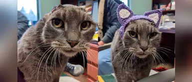 Gatita perdió sus orejas por una infección y las reemplazan por unas tiernas tejidas a crochet Gatita perdió sus orejas por una infección y las reemplazan por unas tiernas tejidas a crochet