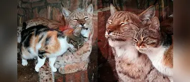 Gatuno entra a zoo en busca de comida y se vuelve el mejor amigo de un lince Gatuno entra a zoo en busca de comida y se vuelve el mejor amigo de un lince