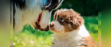 ¿No sabes cómo llamar a tu perrito? Lista de 16 nombres inspirados en la mitología romana ¿No sabes cómo llamar a tu perrito? Lista de 16 nombres inspirados en la mitología romana