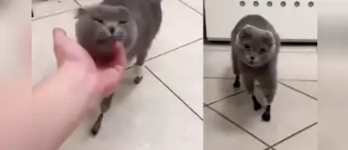 Tuvieron que amputar patas de gatita, pero ahora vuelve a caminar gracias a prótesis Tuvieron que amputar patas de gatita, pero ahora vuelve a caminar gracias a prótesis