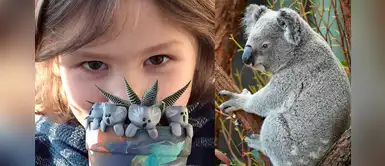 Niño vende koalas de arcilla para ayudar a los afectados por los incendios de Australia Niño vende koalas de arcilla para ayudar a los afectados por los incendios de Australia