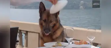 Gunther IV, el pastor alemán que lleva una vida de lujo de 400 millones de euros Gunther IV, el pastor alemán que lleva una vida de lujo de 400 millones de euros