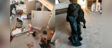 Creyeron que entraron a robar, pero todo se trataba de una travesura de su perrita Creyeron que entraron a robar, pero todo se trataba de una travesura de su perrita