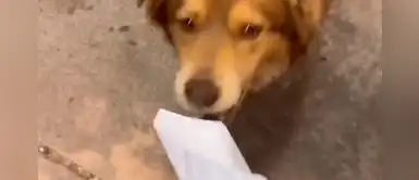 Perro se presentó una noche en un restaurant y ahora recibe comida gratis Perro se presentó una noche en un restaurant y ahora recibe comida gratis