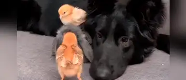 Un perro, un conejo y un pollito forman el trío animal más insólito del mundo Un perro, un conejo y un pollito forman el trío animal más insólito del mundo
