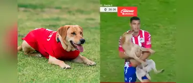 México: Atlético de San Luis adopta a perra 'Tunita' que resultó ser una jugadoraza México: Atlético de San Luis adopta a perra 'Tunita' que resultó ser una jugadoraza