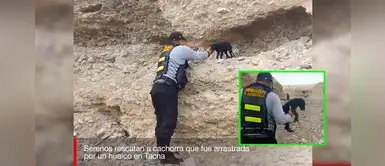 Tacna: valientes serenos salvan a cachorrita que fue arrastrada por un huaico Tacna: valientes serenos salvan a cachorrita que fue arrastrada por un huaico