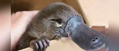 ¿Sabías que el ornitorrinco está camino a la extinción por culpa del cambio climático? ¿Sabías que el ornitorrinco está camino a la extinción por culpa del cambio climático?