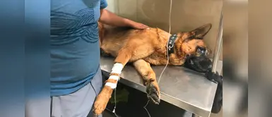 Joven usa ahorros de su boda para perrito enfermo de cáncer y su prometida se enoja Joven usa ahorros de su boda para perrito enfermo de cáncer y su prometida se enoja