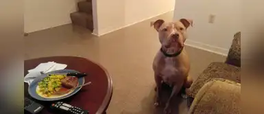 Mujer usa la foto de su perrito para mostrar que la violación no es culpa de la mujer Mujer usa la foto de su perrito para mostrar que la violación no es culpa de la mujer