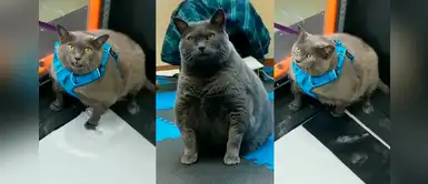 Humano lleva a su gatita obesa a sus clases de entrenamiento subacuático y “michi” se molesta Humano lleva a su gatita obesa a sus clases de entrenamiento subacuático y “michi” se molesta