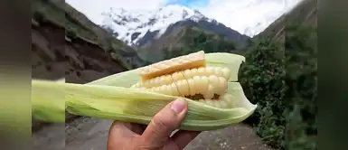 Choclito con queso: ¿por qué incluir estos alimentos en tus desayunos nutritivos? Choclito con queso: ¿por qué incluir estos alimentos en tus desayunos nutritivos?