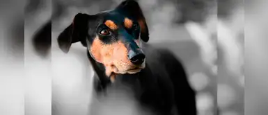 20 nombres originales y bonitos para mascotas con la letra Ñ 20 nombres originales y bonitos para mascotas con la letra Ñ