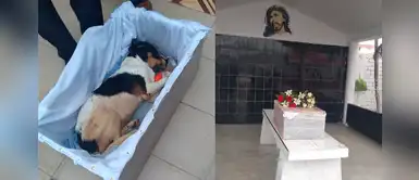 Vecinos en Lurín despiden con honores a perrito que se ganó el amor de todos Vecinos en Lurín despiden con honores a perrito que se ganó el amor de todos