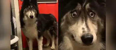 Husky siberiano triunfa en Facebook tras ser rechazado por tener “cara de chiste” Husky siberiano triunfa en Facebook tras ser rechazado por tener “cara de chiste”