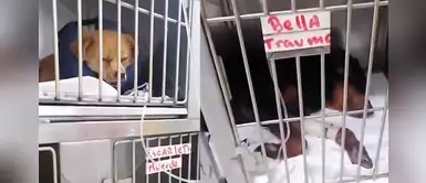 Perritos afectados necesitan medicamentos y alimentos tras incendio en VES Perritos afectados necesitan medicamentos y alimentos tras incendio en VES