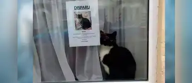 Gatito que estaba perdido fue encontrado al lado de su propio cartel “desaparecido” Gatito que estaba perdido fue encontrado al lado de su propio cartel “desaparecido”