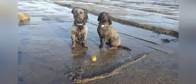 Dos perros encontraron un fósil de 190 millones de años y su dueño quedó en shock Dos perros encontraron un fósil de 190 millones de años y su dueño quedó en shock