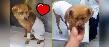 Piden voluntarios para dar amor a perritos afectados tras incendio en VES Piden voluntarios para dar amor a perritos afectados tras incendio en VES
