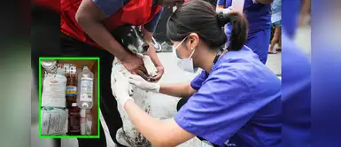 Lista de medicinas y alimentos que necesitan los perritos afectados por explosión en VES Lista de medicinas y alimentos que necesitan los perritos afectados por explosión en VES