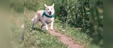 20 nombres curiosos para perros machos con la letra O 20 nombres curiosos para perros machos con la letra O