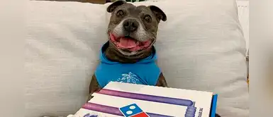 Pitbull recibe una pizza de regalo, pero cuando abre la caja su rostro cambia Pitbull recibe una pizza de regalo, pero cuando abre la caja su rostro cambia