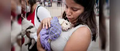 Perritos abandonados son atendidos en carpas y necesitan más ayuda tras incendio en VES Perritos abandonados son atendidos en carpas y necesitan más ayuda tras incendio en VES