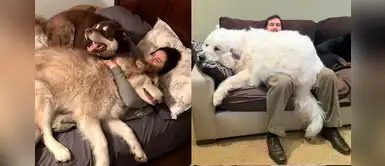 Humanos querían un perro, pero terminaron con un “oso” Humanos querían un perro, pero terminaron con un “oso”