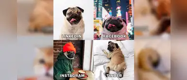 Hilarantes fotografías de perros y gatos tras unirse al Dolly Parton Challenge Hilarantes fotografías de perros y gatos tras unirse al Dolly Parton Challenge