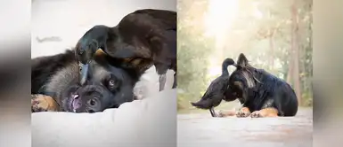 Perrito y pato se convierten en los mejores amigos y su humana captura el momento Perrito y pato se convierten en los mejores amigos y su humana captura el momento