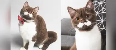Gringo, el gatito que se volvió famoso por su maravilloso bigote blanco Gringo, el gatito que se volvió famoso por su maravilloso bigote blanco