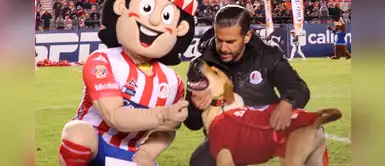 La nueva vida de Tunita, la perrita que fue adoptada por Atlético San Luis La nueva vida de Tunita, la perrita que fue adoptada por Atlético San Luis