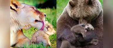 10 fotos que muestran que el amor de una mamá es el mismo sin importar la especie 10 fotos que muestran que el amor de una mamá es el mismo sin importar la especie