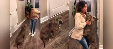 Perrito abraza a su dueña para pedirle disculpas por escaparse y preocuparla Perrito abraza a su dueña para pedirle disculpas por escaparse y preocuparla