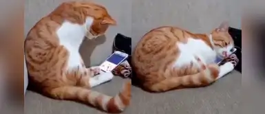 Gatito observa el último video de su difunto dueño y acción conmueve a miles Gatito observa el último video de su difunto dueño y acción conmueve a miles