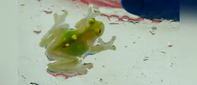 Encontraron tres ranas de cristal en bosque de Bolivia luego de 18 años Encontraron tres ranas de cristal en bosque de Bolivia luego de 18 años