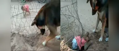 Perrito superhéroe rescata a monita que estaba enjaulada Perrito superhéroe rescata a monita que estaba enjaulada