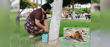 Chimbote: municipalidad coloca 40 bebederos para perritos sin hogar en varios puntos de la ciudad Chimbote: municipalidad coloca 40 bebederos para perritos sin hogar en varios puntos de la ciudad