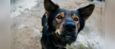 25 nombres preciosos para perros machos con la letra R 25 nombres preciosos para perros machos con la letra R